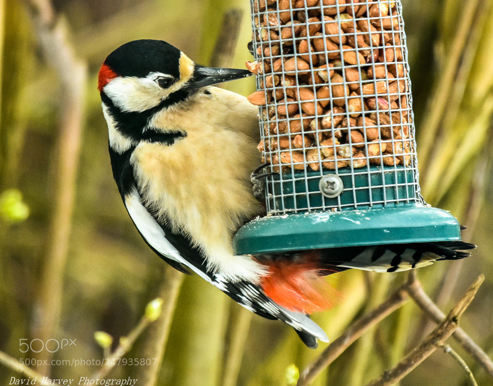 Nikon D7200 sample photo. Great spotted woodpecker photography