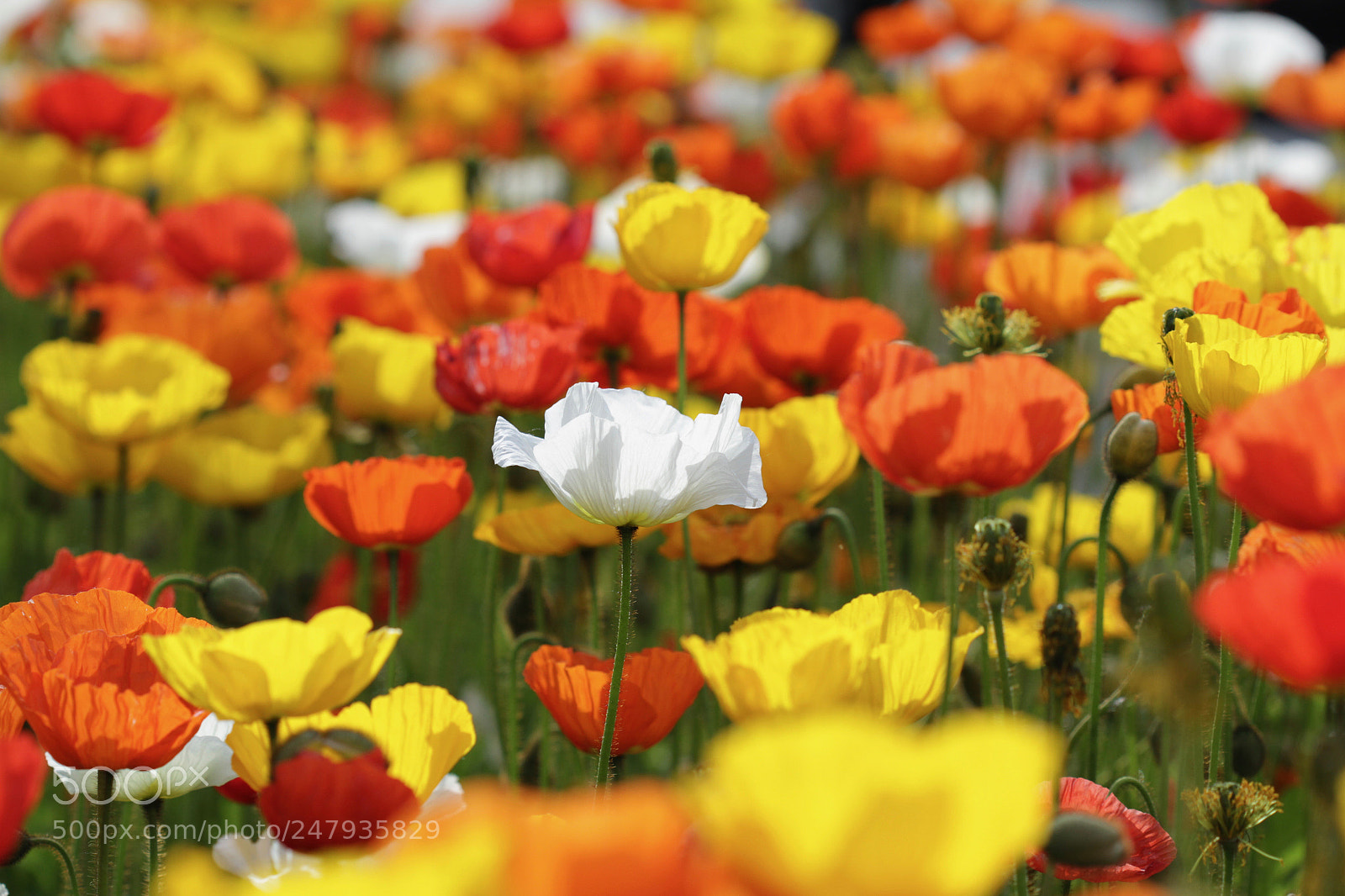 Canon EOS 7D sample photo. Poppy field photography
