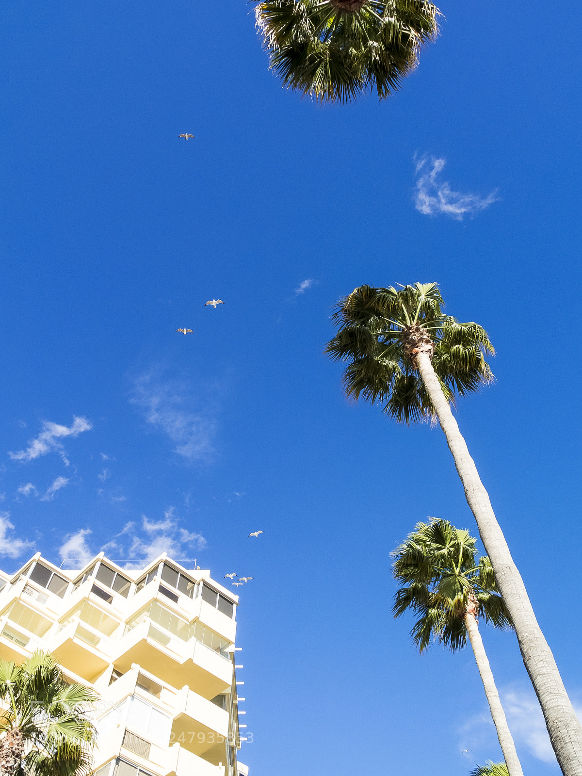 Fujifilm X10 sample photo. Seagulls over marbella photography