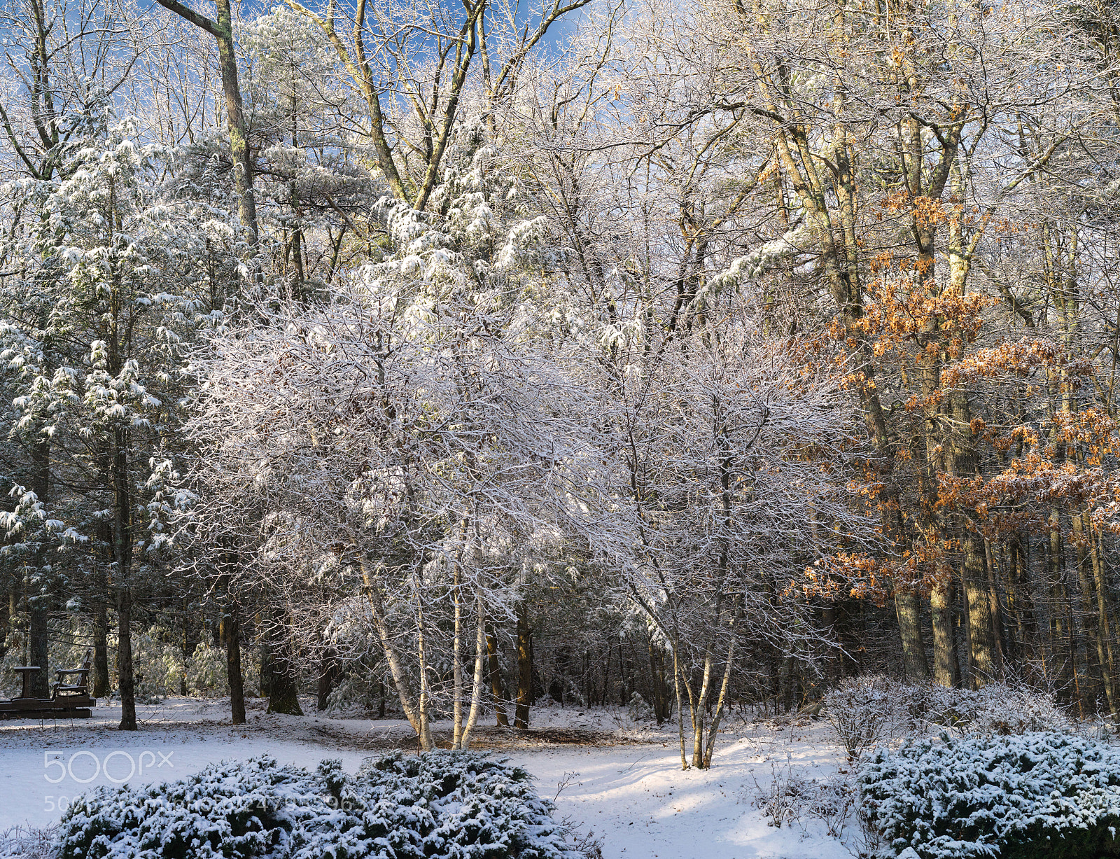Hasselblad X1D-50c sample photo. Winter sunlight photography