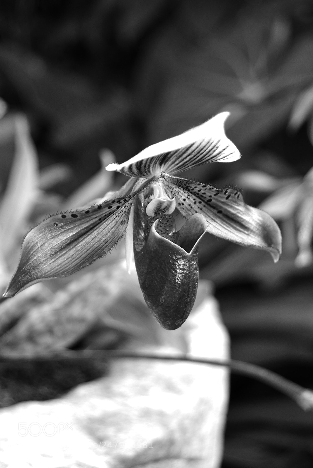 Nikon D5200 sample photo. Lady slipper bw photography