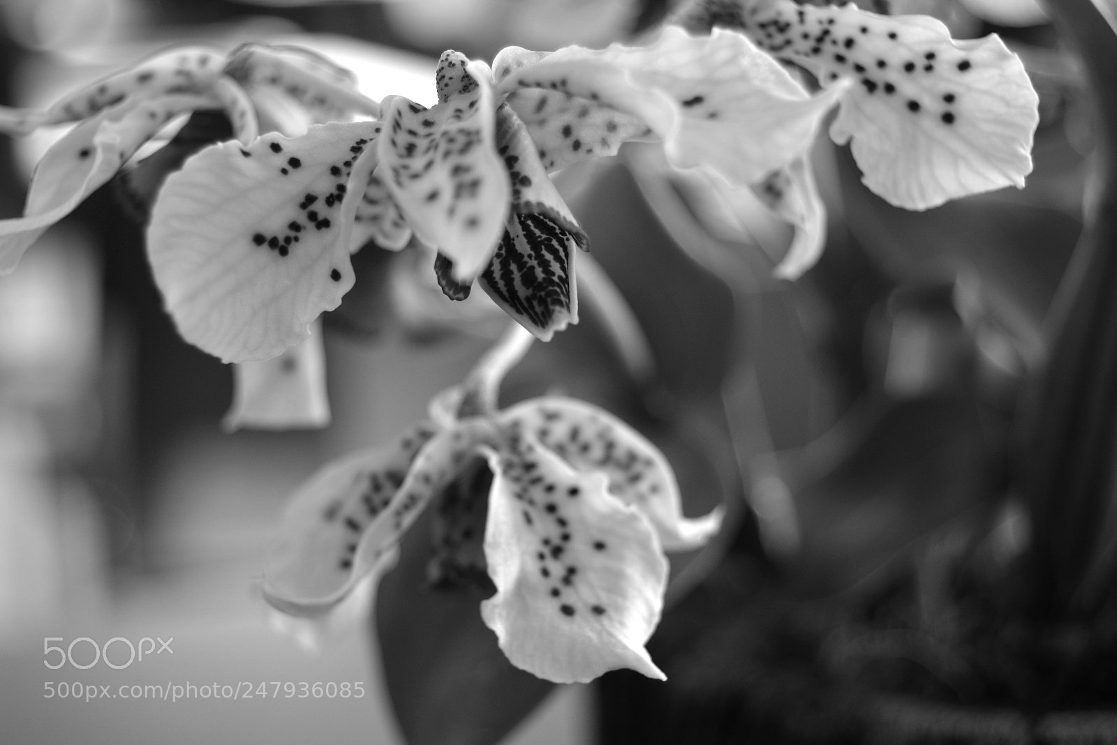 Nikon D5200 sample photo. Mini orchid bw photography