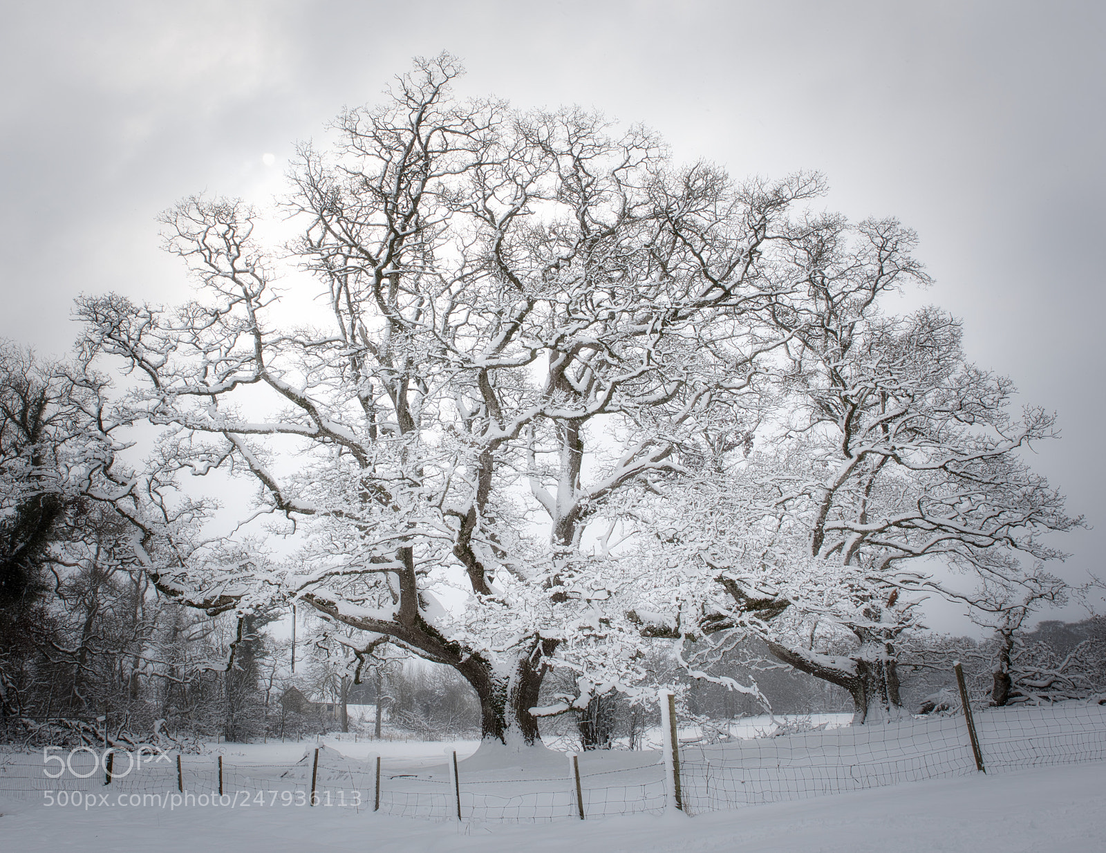 Nikon D810 sample photo. The tree photography