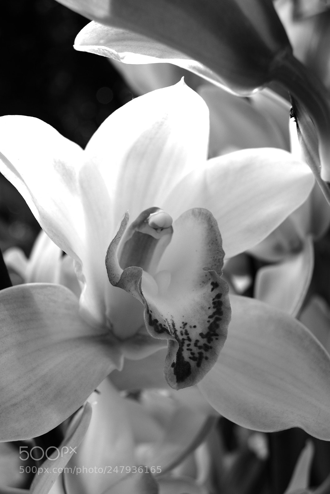 Nikon D5200 sample photo. Orchid bw photography