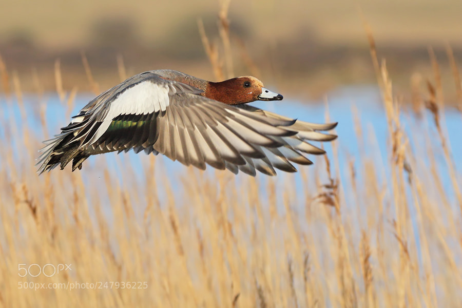 Canon EOS 7D Mark II sample photo. Wigeon photography