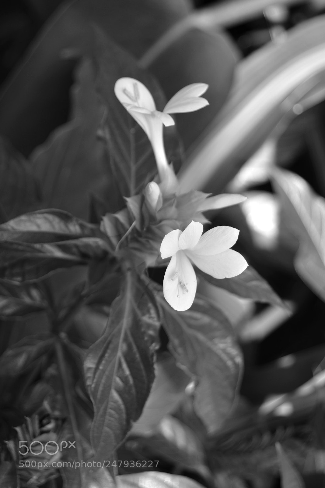 Nikon D5200 sample photo. Tiny flower bw photography