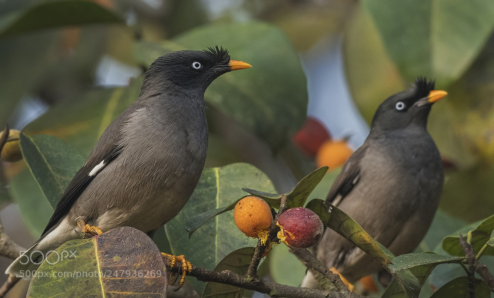 Nikon D500 sample photo. Jungle myna photography
