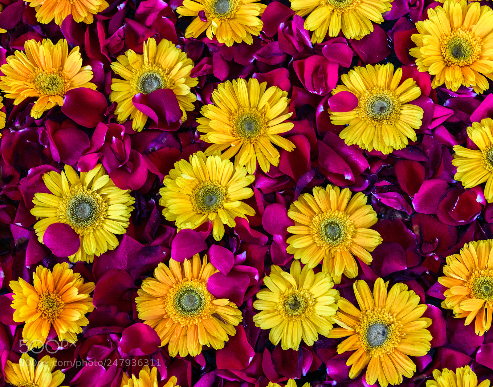 Nikon D850 sample photo. Kochi flowers photography
