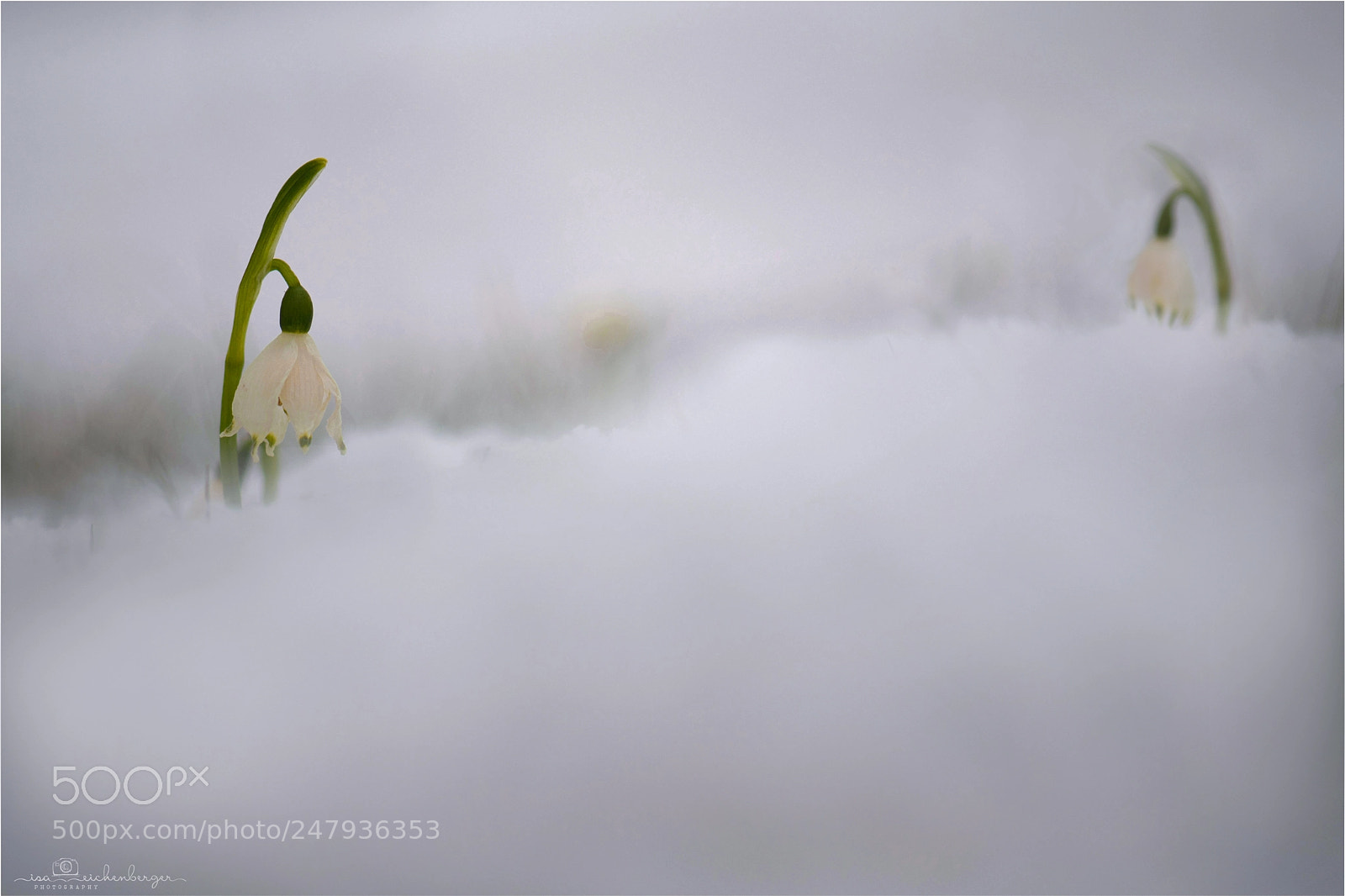 Nikon D850 sample photo. Spring snowflake photography