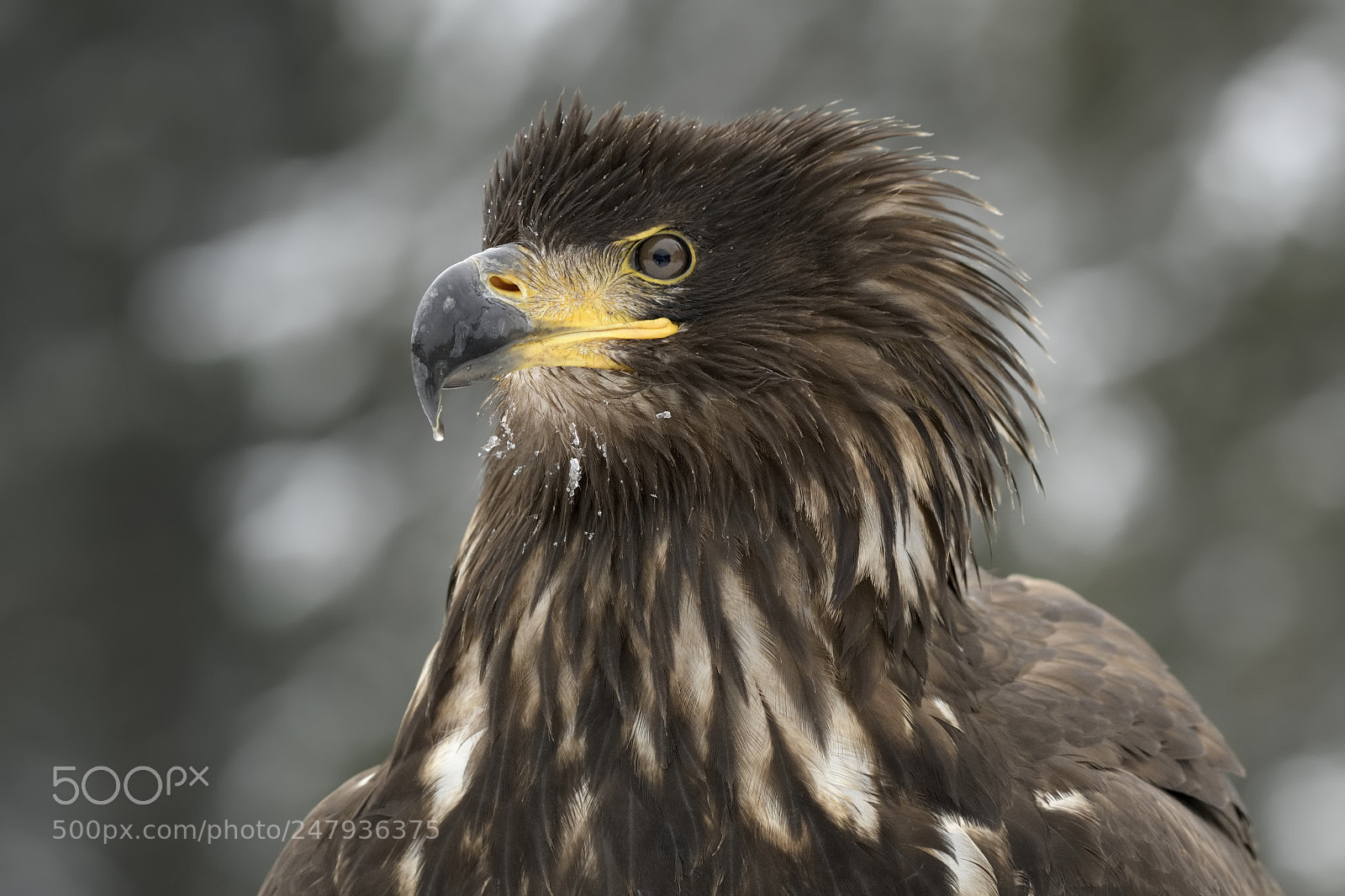 Nikon AF-S Nikkor 200-500mm F5.6E ED VR sample photo. Sea eagle photography