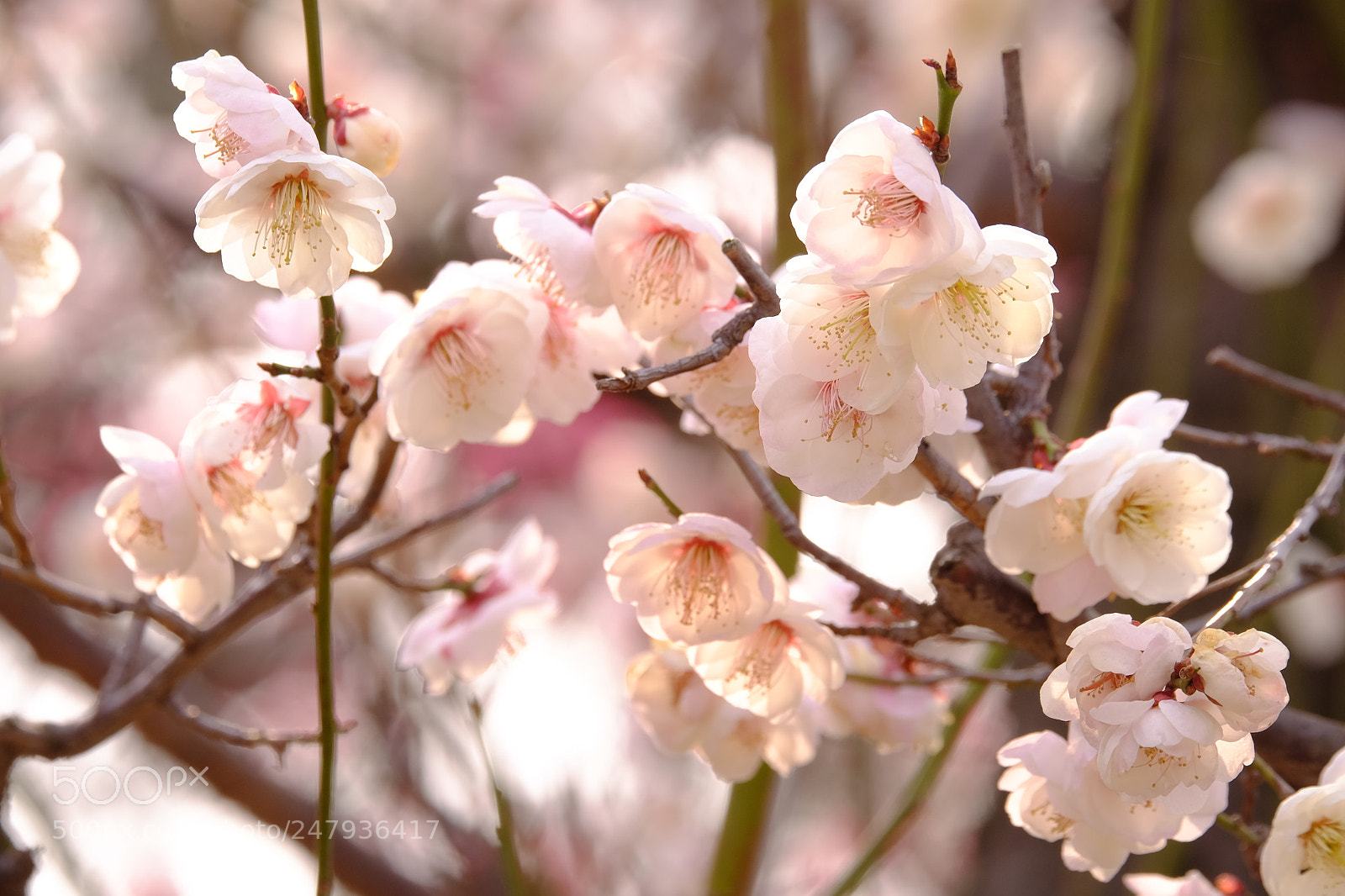 Fujifilm X-T1 sample photo. Plum blossom photography