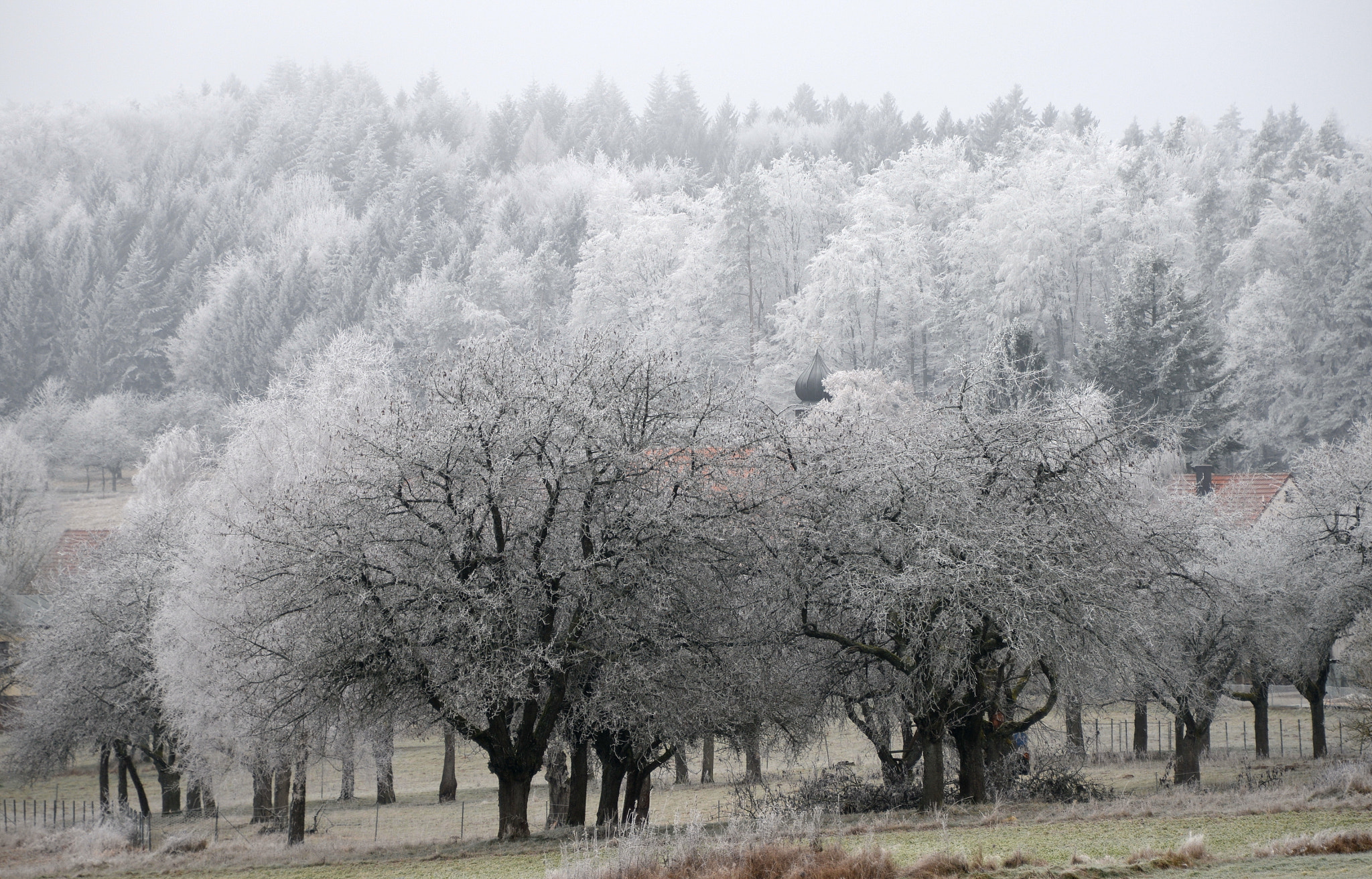 Nikon D610 sample photo. Kirschbäume,fränkische schweiz,franconia photography