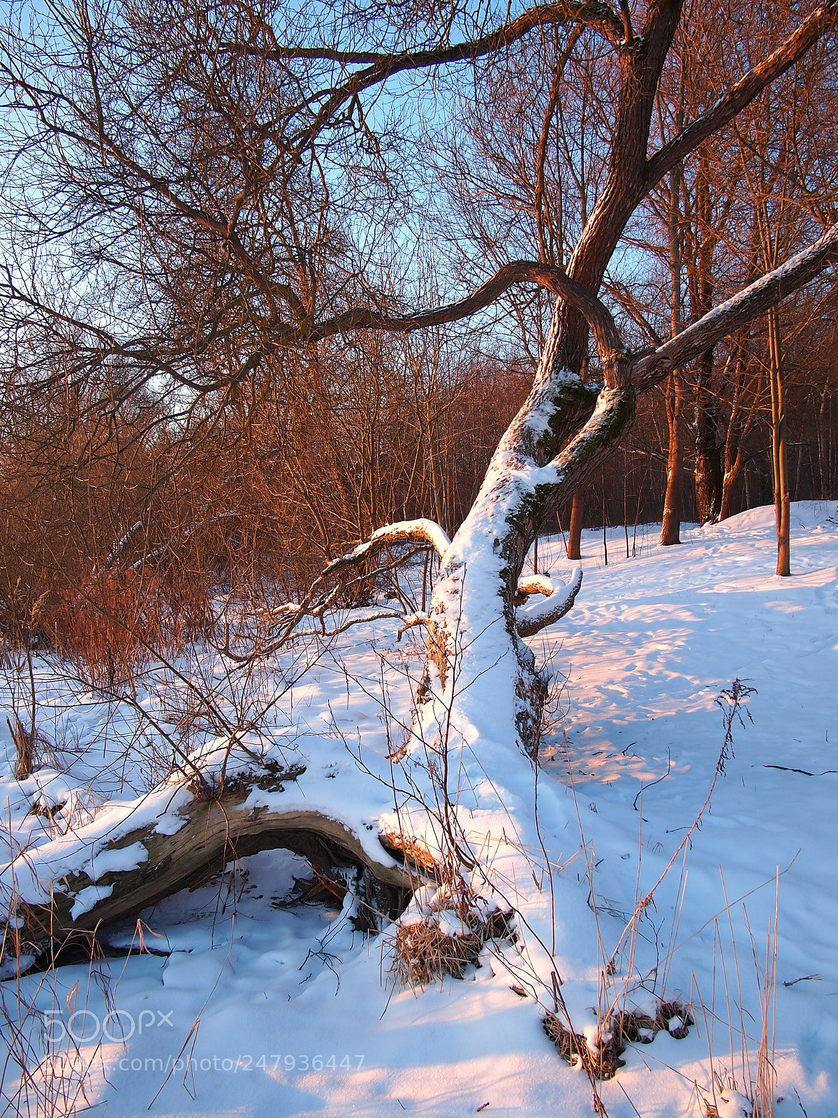 Olympus PEN E-PL1 sample photo. The spring begins photography