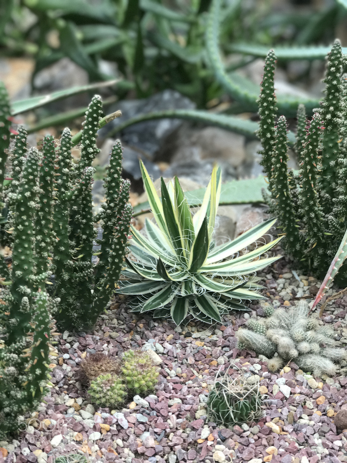 Apple iPhone 7 Plus sample photo. Cactus photography
