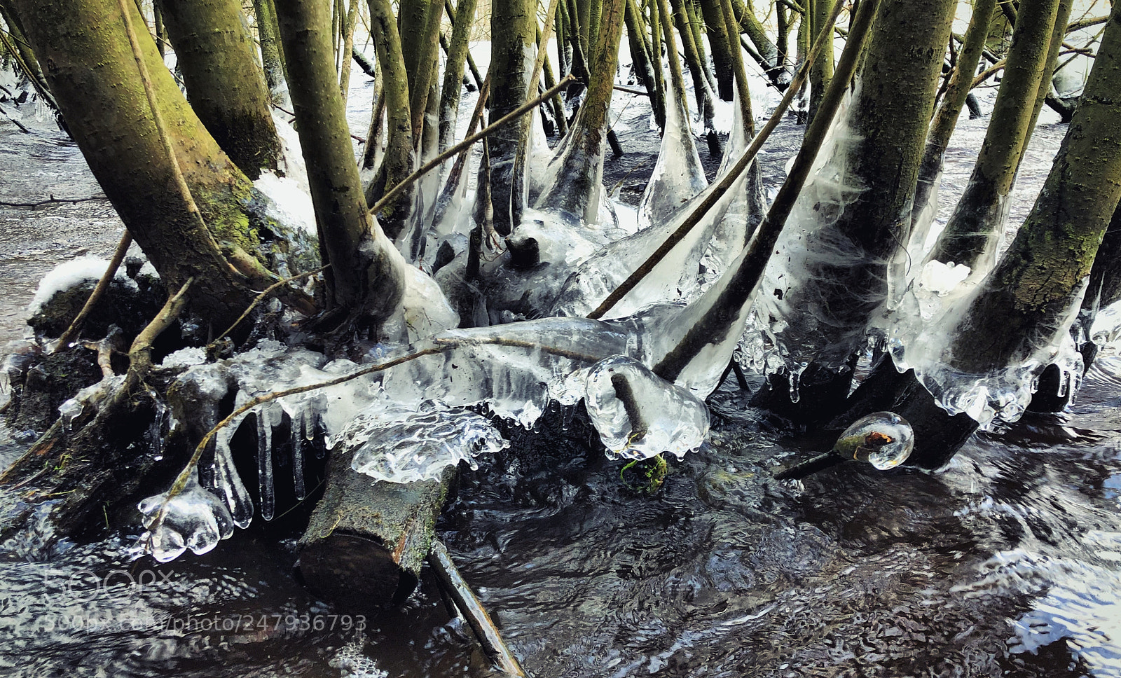 Apple iPhone X sample photo. Frozen trees photography