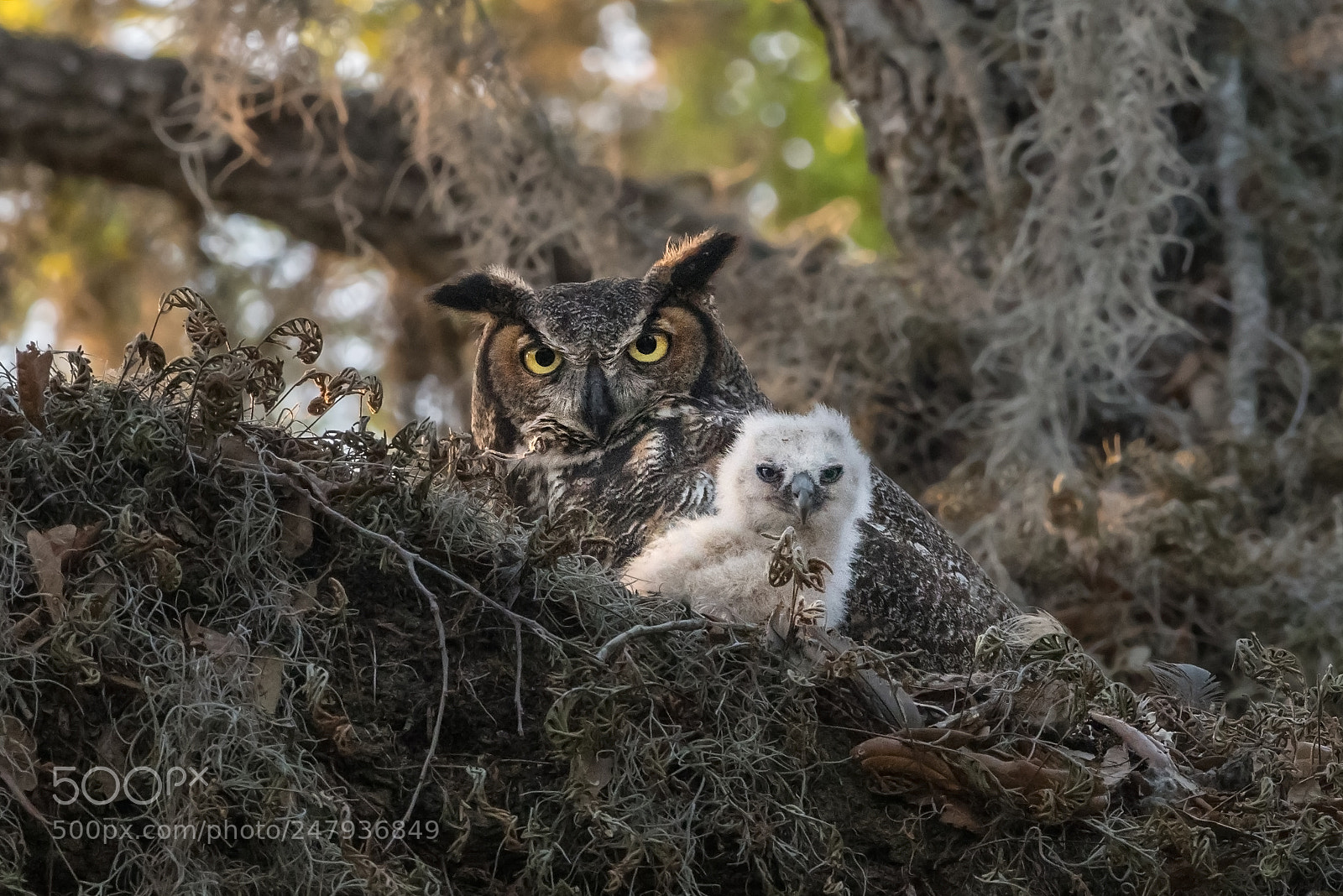 Nikon D850 sample photo. Fuzzball photography