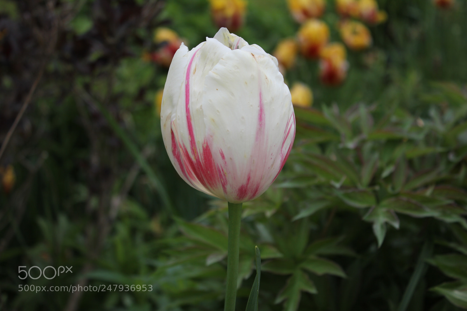 Canon EF-S 18-55mm F3.5-5.6 IS sample photo. Tulips edward's gardens toronto photography