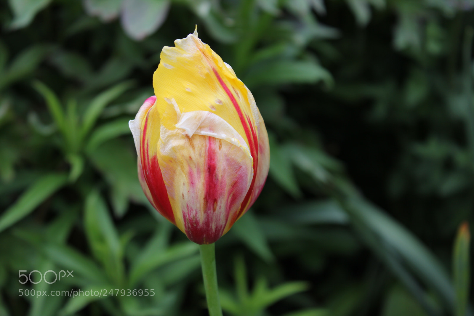 Canon EF-S 18-55mm F3.5-5.6 IS sample photo. Tulips edward's gardens toronto photography