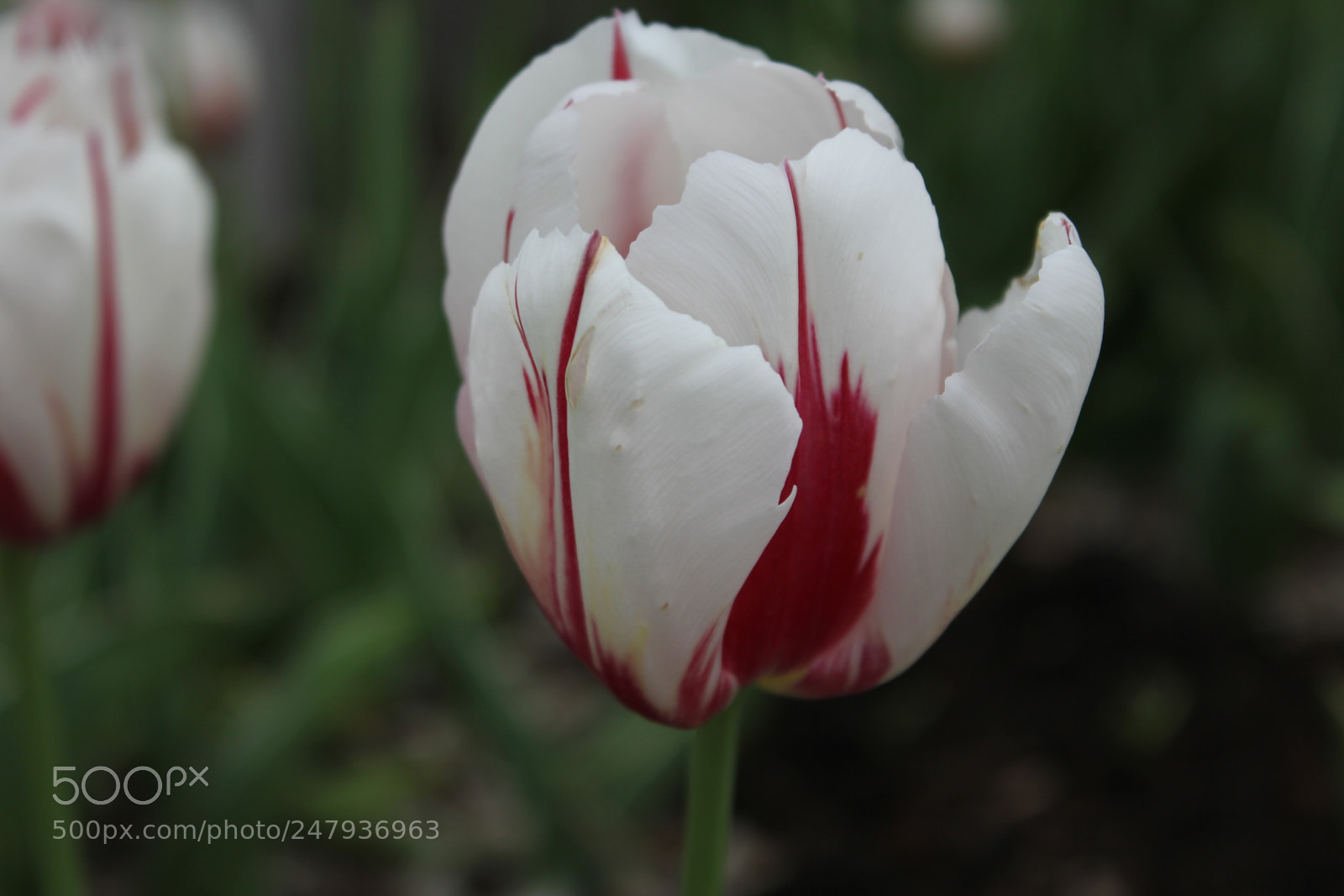 Canon EF-S 18-55mm F3.5-5.6 IS sample photo. Tulips edward's gardens toronto photography