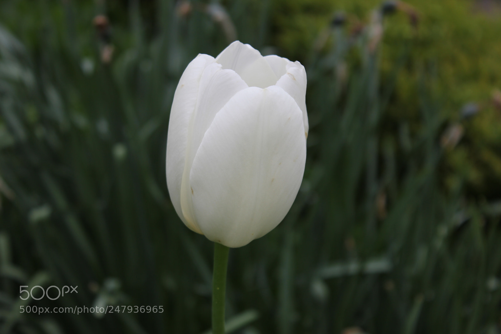 Canon EF-S 18-55mm F3.5-5.6 IS sample photo. Tulips edward's gardens toronto photography