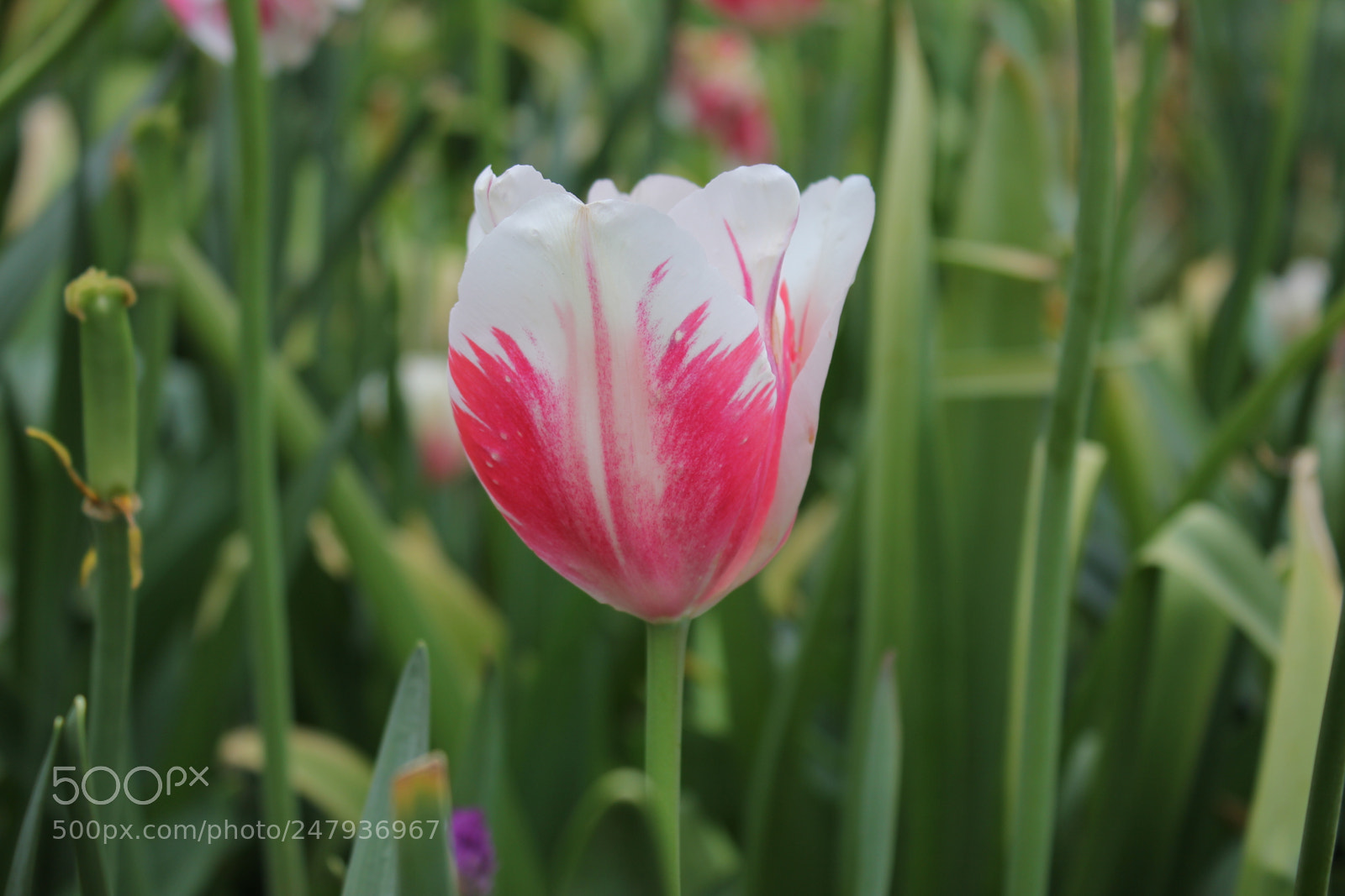 Canon EF-S 18-55mm F3.5-5.6 IS sample photo. Tulips edward's gardens toronto photography