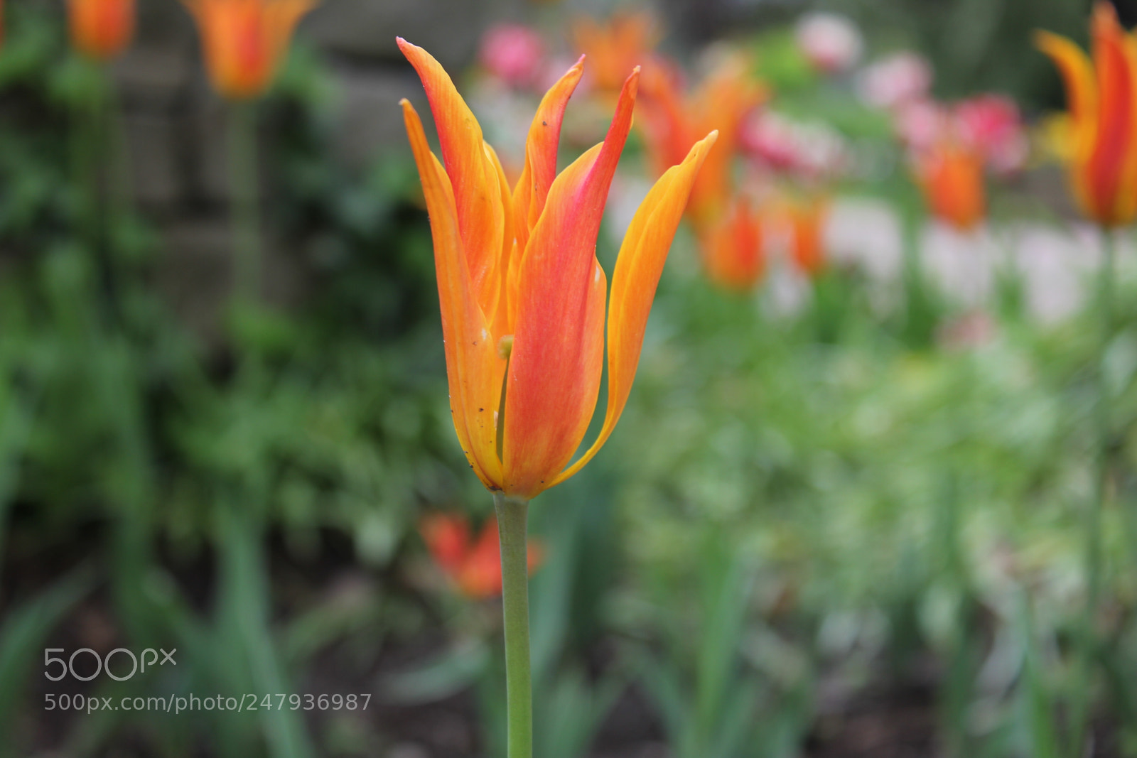Canon EF-S 18-55mm F3.5-5.6 IS sample photo. Tulips edward's gardens toronto photography