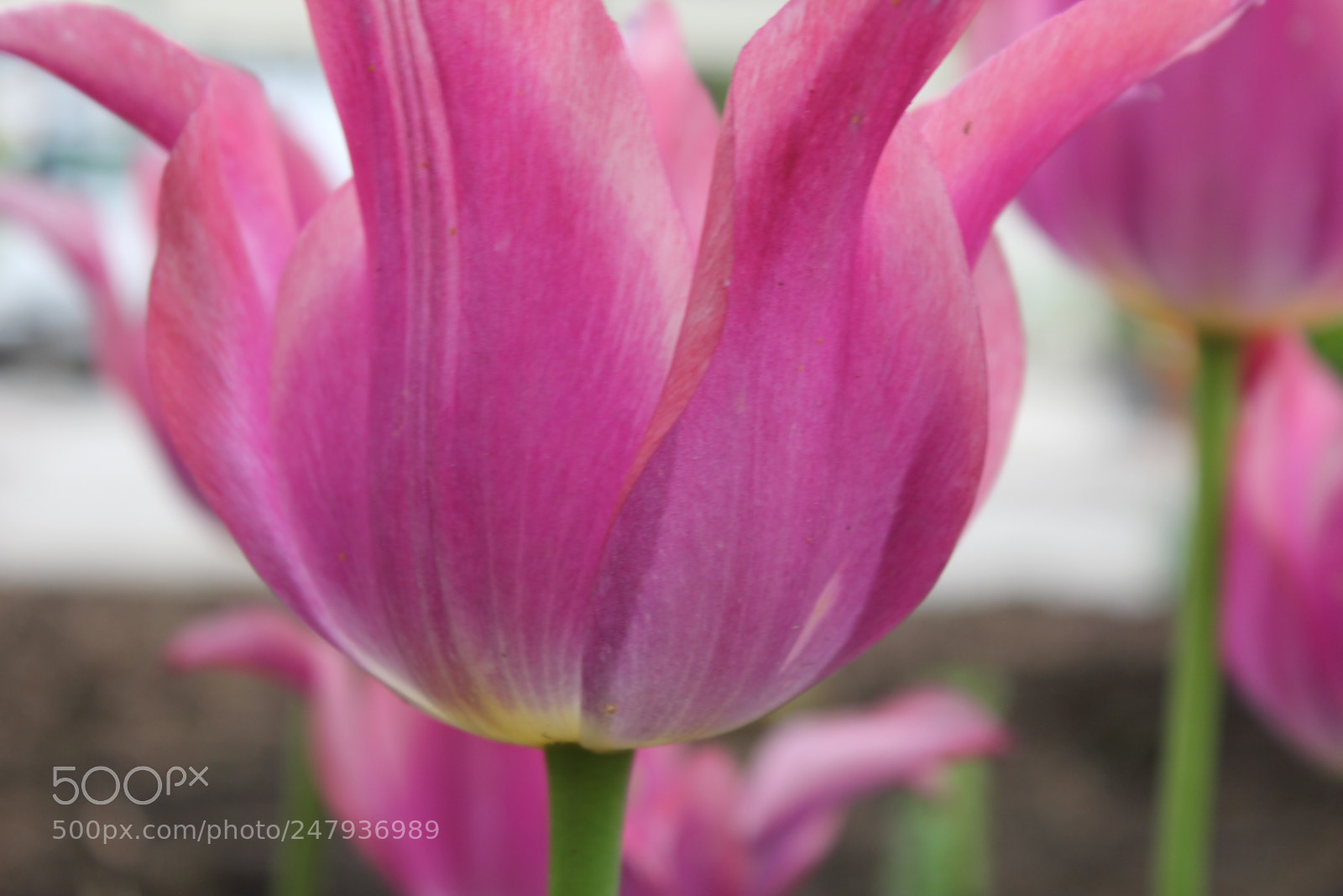 Canon EF-S 18-55mm F3.5-5.6 IS sample photo. Tulips edward's gardens toronto photography