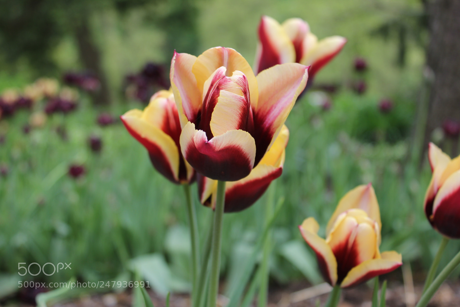Canon EF-S 18-55mm F3.5-5.6 IS sample photo. Tulips edward's gardens toronto photography