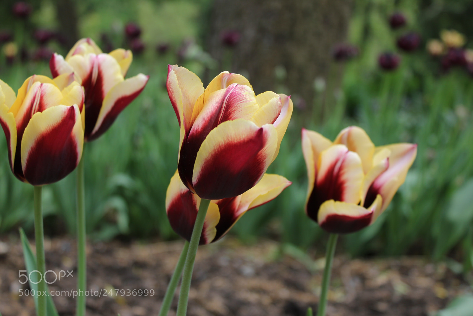 Canon EF-S 18-55mm F3.5-5.6 IS sample photo. Tulips edward's gardens toronto photography