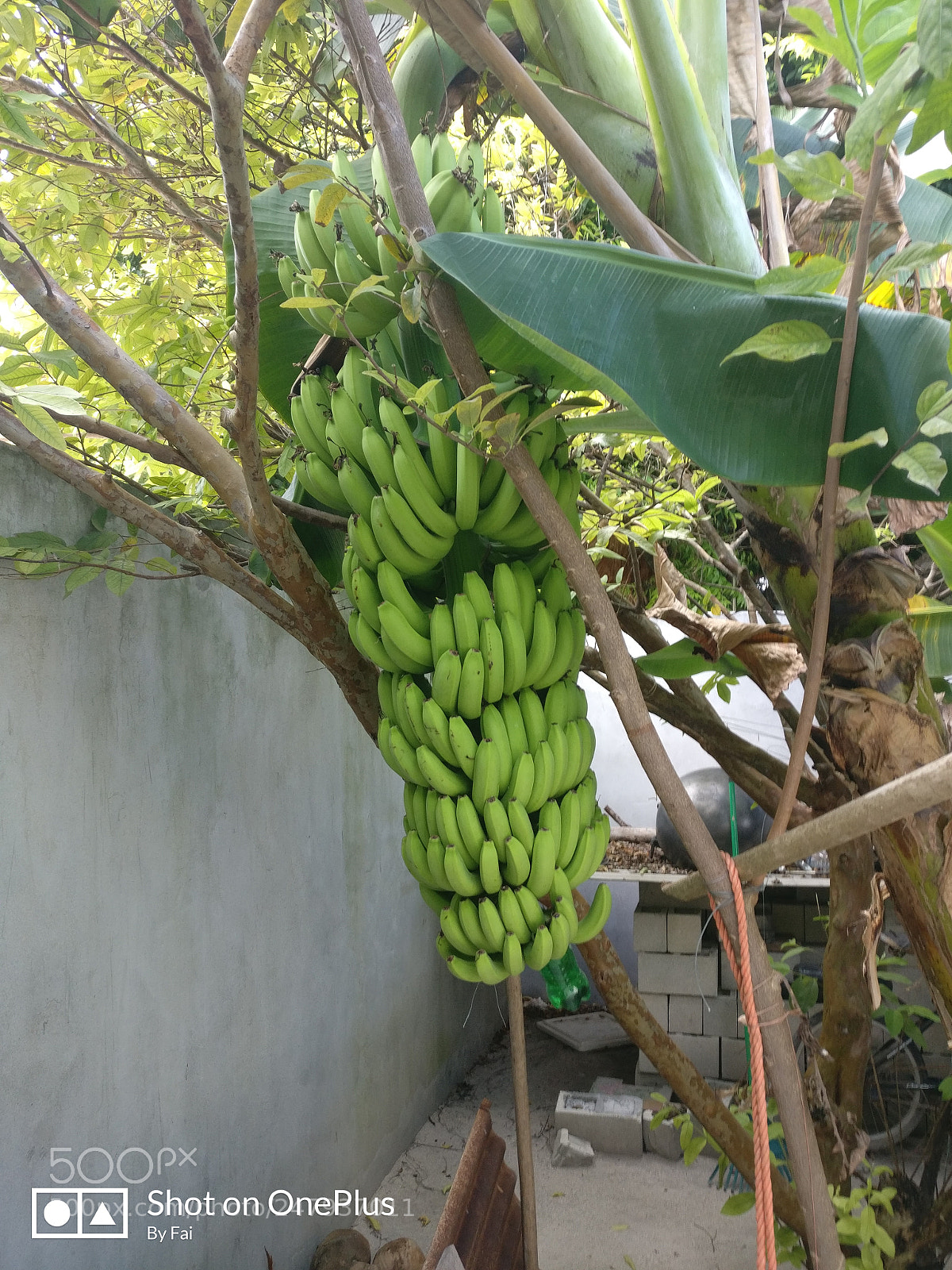 OnePlus A3000 sample photo. Banana photography