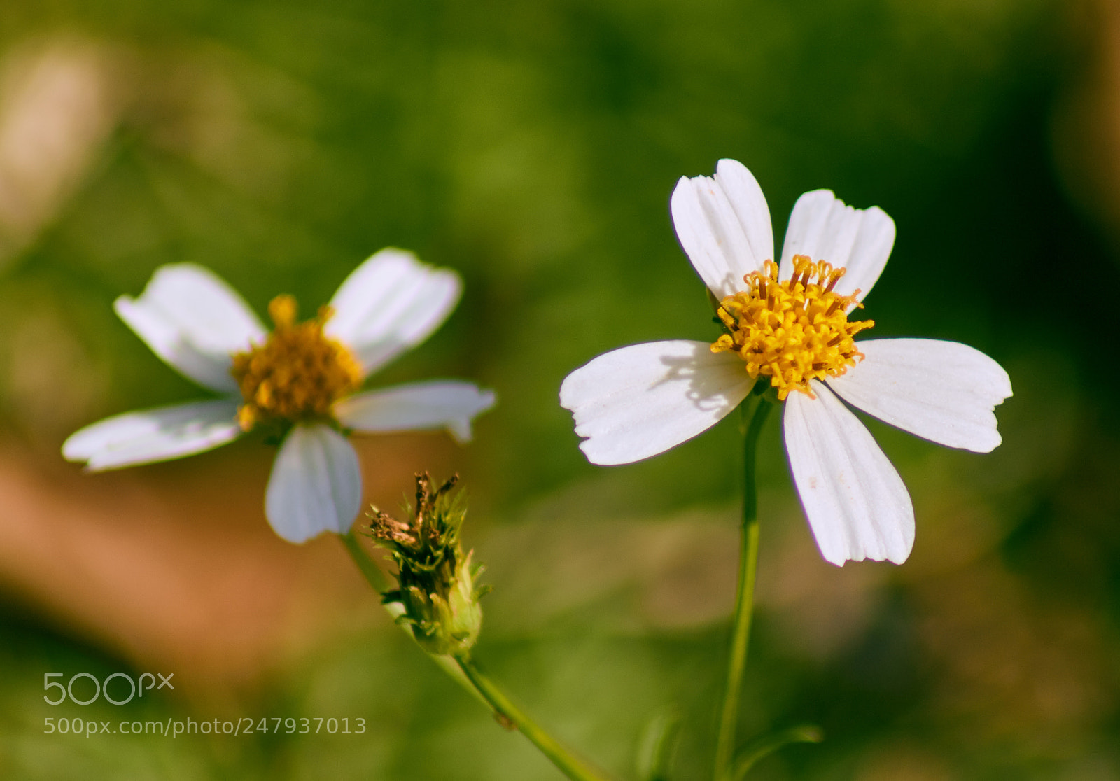Canon EOS 750D (EOS Rebel T6i / EOS Kiss X8i) sample photo. Romerillo 2 photography