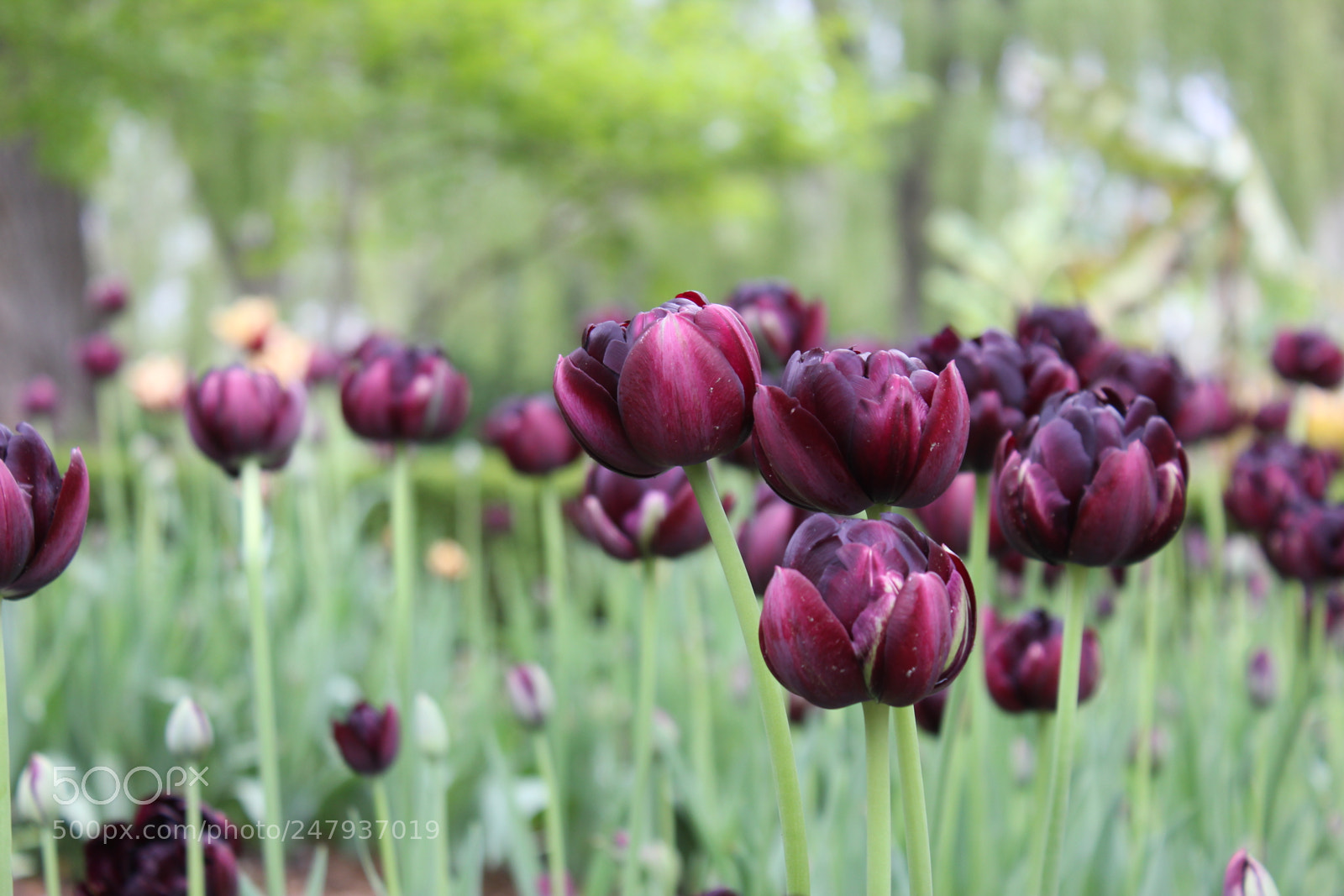 Canon EF-S 18-55mm F3.5-5.6 IS sample photo. Tulips edward's gardens toronto photography