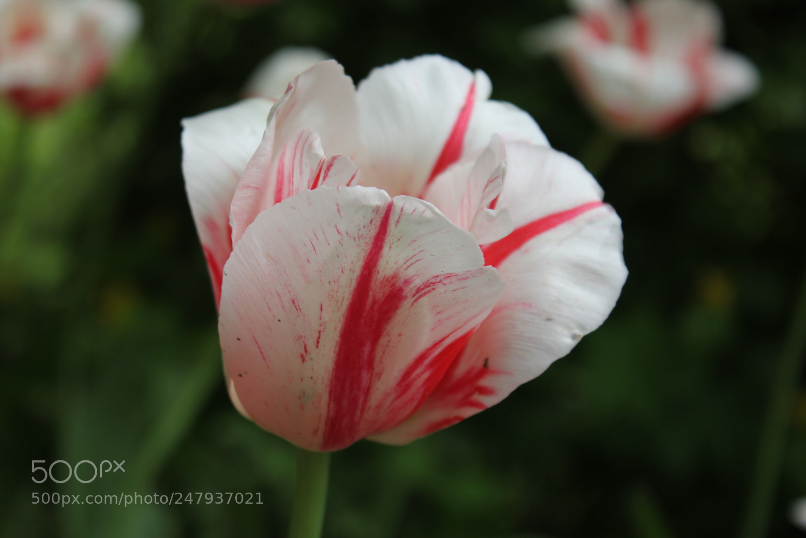 Canon EF-S 18-55mm F3.5-5.6 IS sample photo. Tulips edward's gardens toronto photography