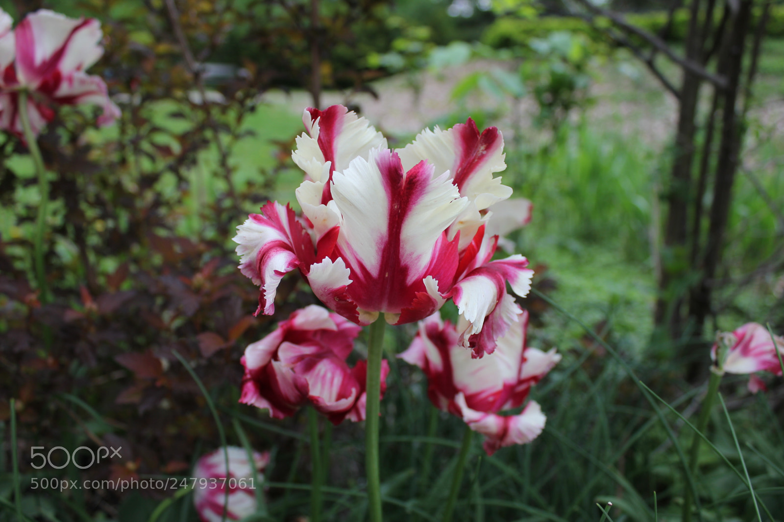 Canon EF-S 18-55mm F3.5-5.6 IS sample photo. Tulips edward's gardens toronto photography