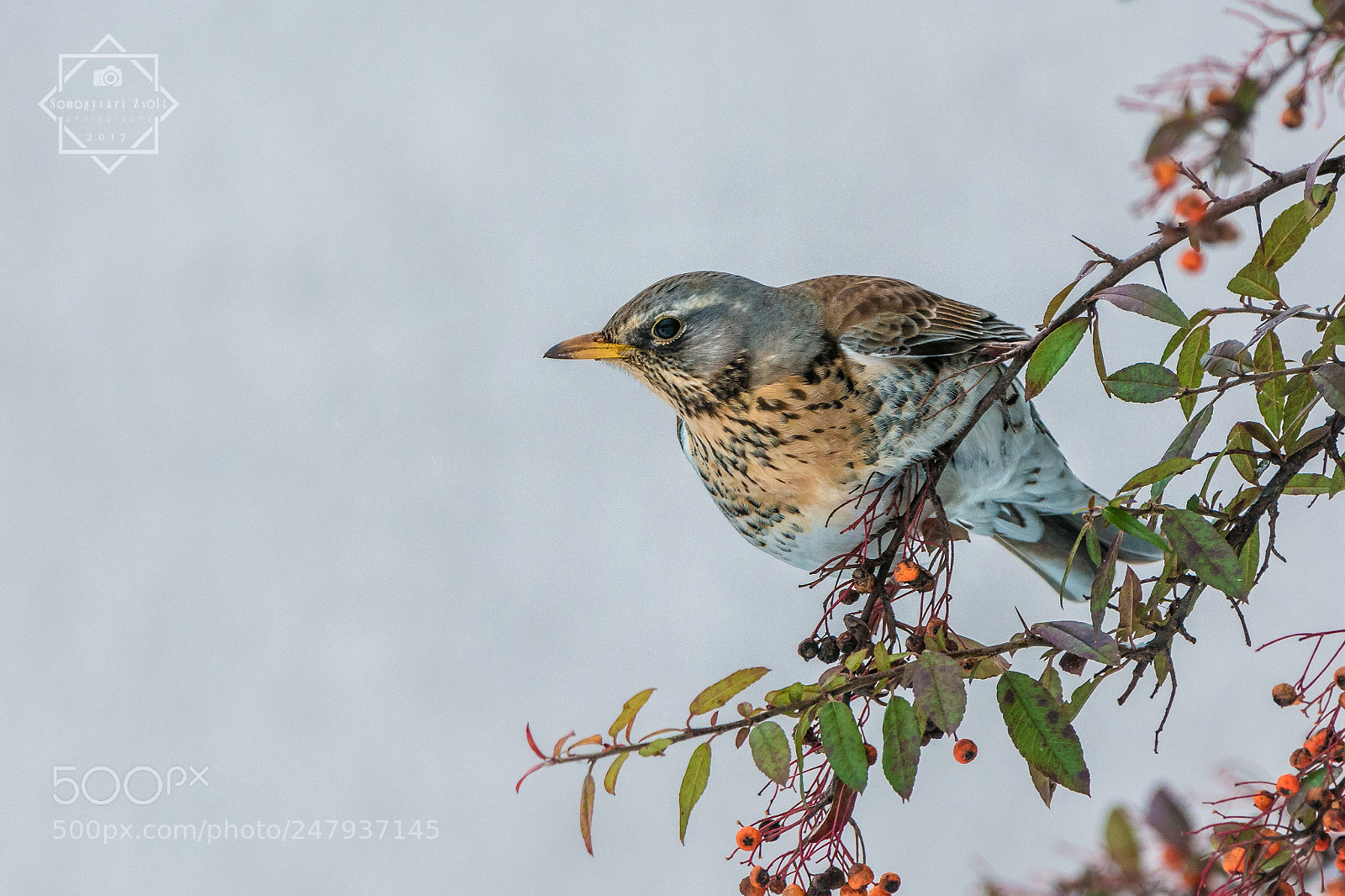 Nikon D7100 sample photo. Fieldfare. photography