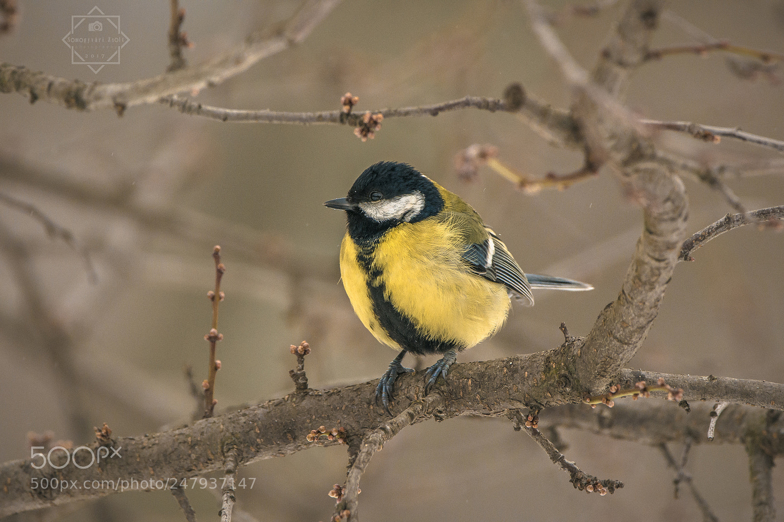 Nikon D7100 sample photo. Great tit. photography