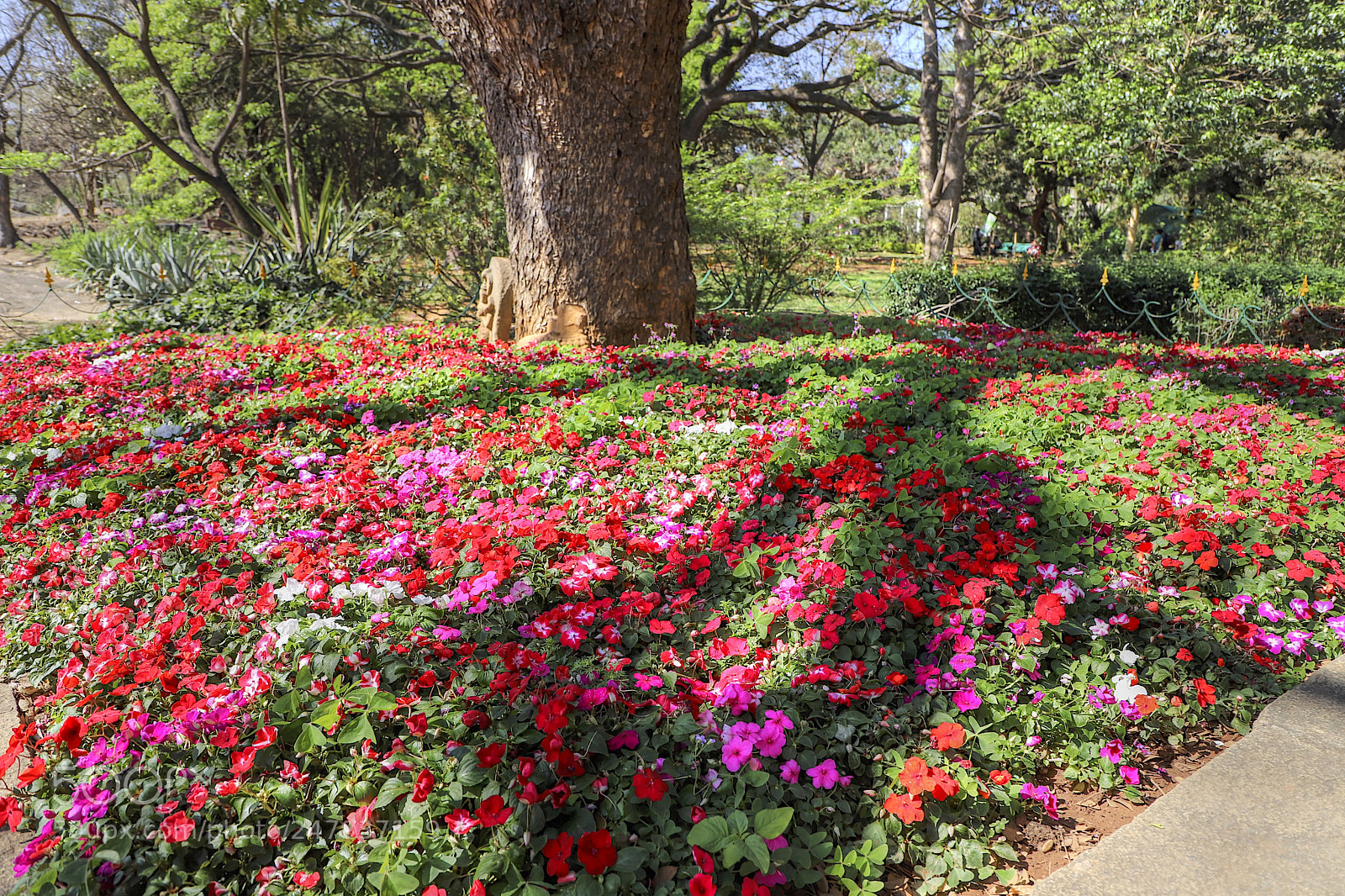 Canon EOS 6D Mark II sample photo. Riot of color photography