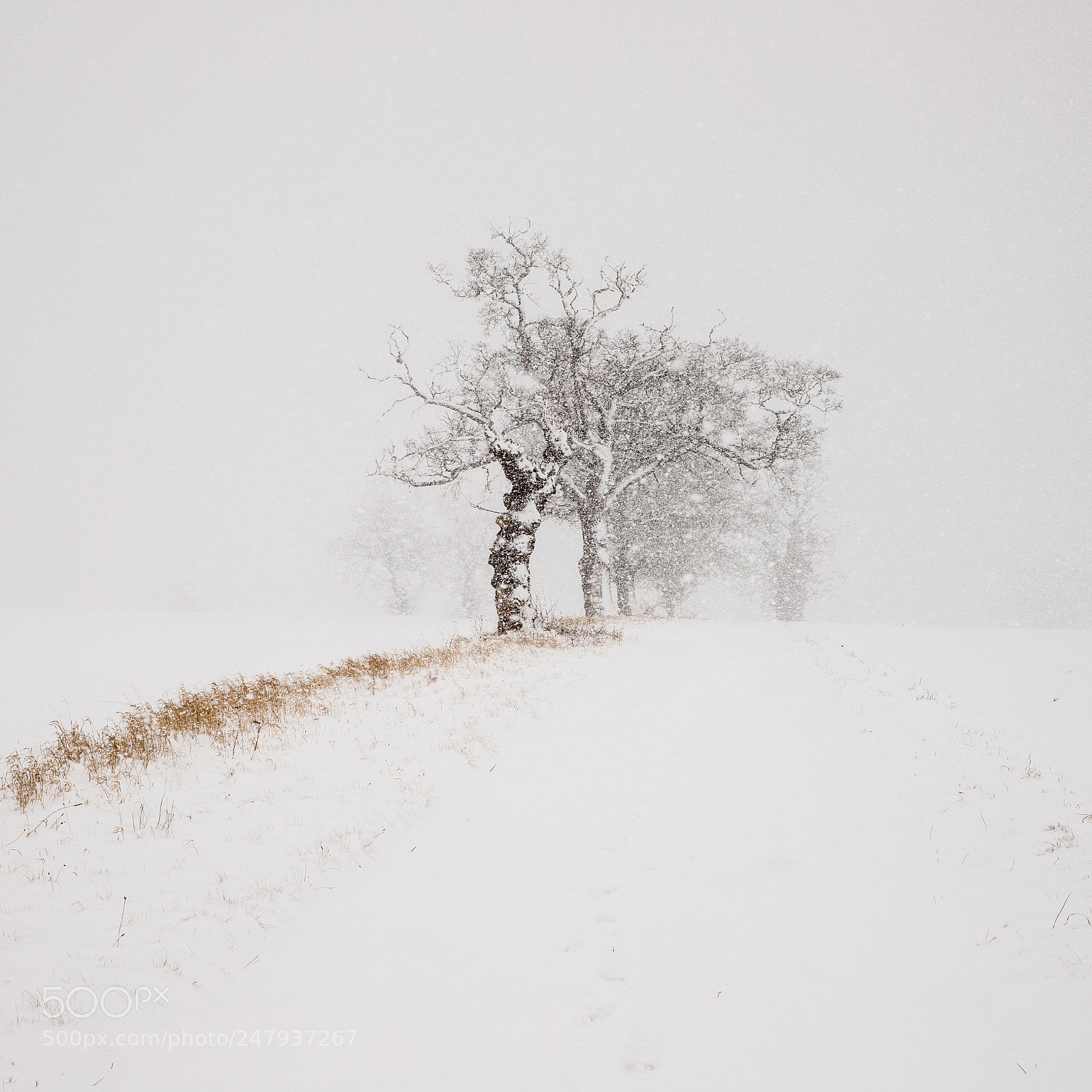 Canon EOS 6D Mark II sample photo. Into the snow photography