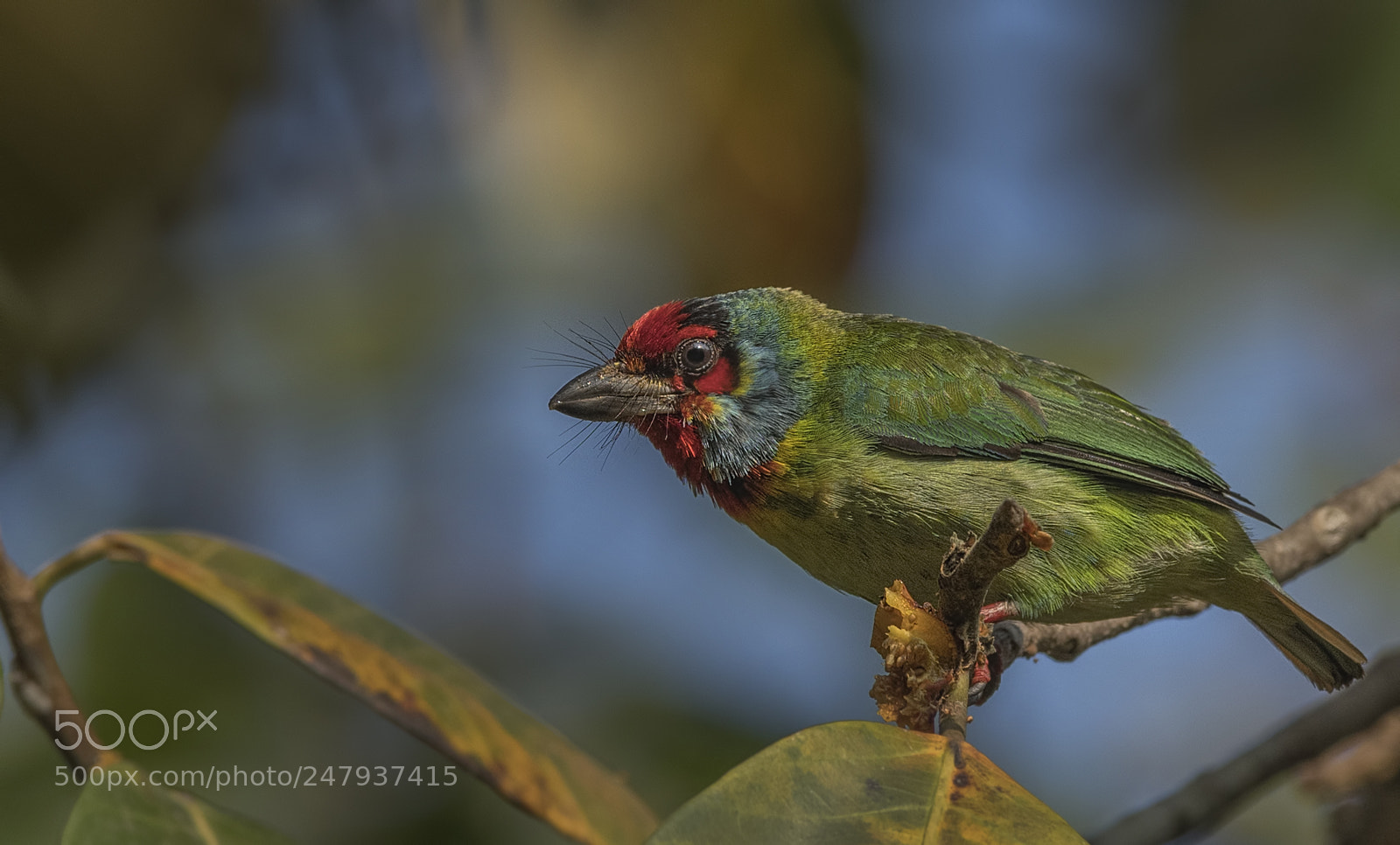 Nikon D500 sample photo. Malabar barbet photography