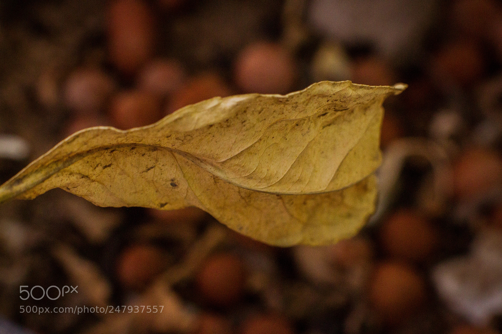Canon EOS 7D sample photo. Trying some with extensions photography