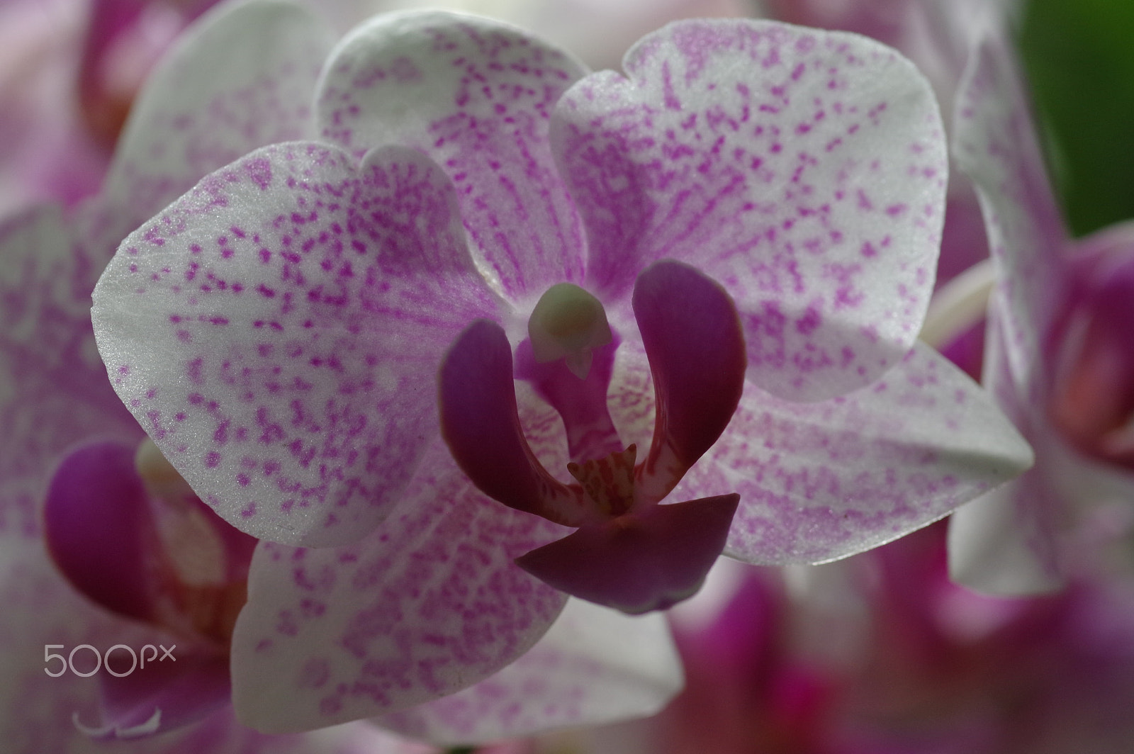 Pentax smc D-FA 100mm F2.8 Macro WR sample photo. Orchid - pink photography