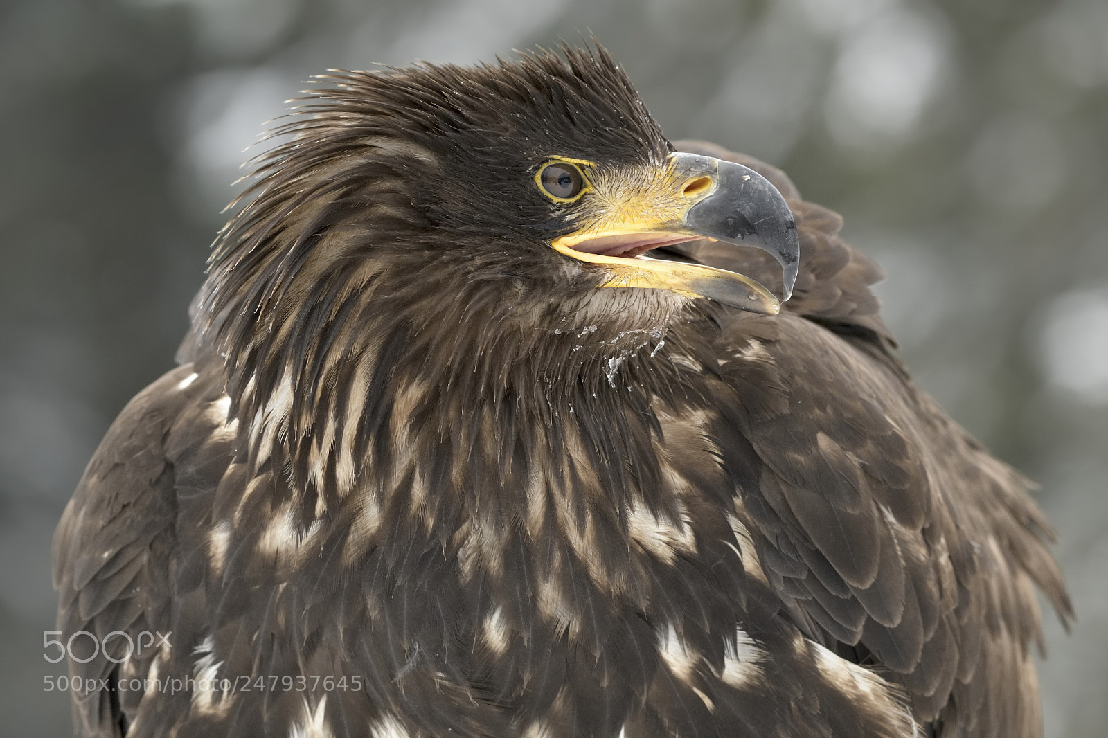 Nikon AF-S Nikkor 200-500mm F5.6E ED VR sample photo. Sea eagle photography