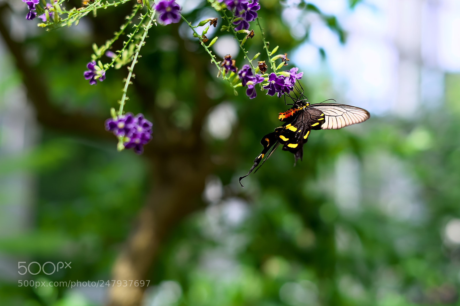 Fujifilm X-E2 sample photo. Butterfly photography