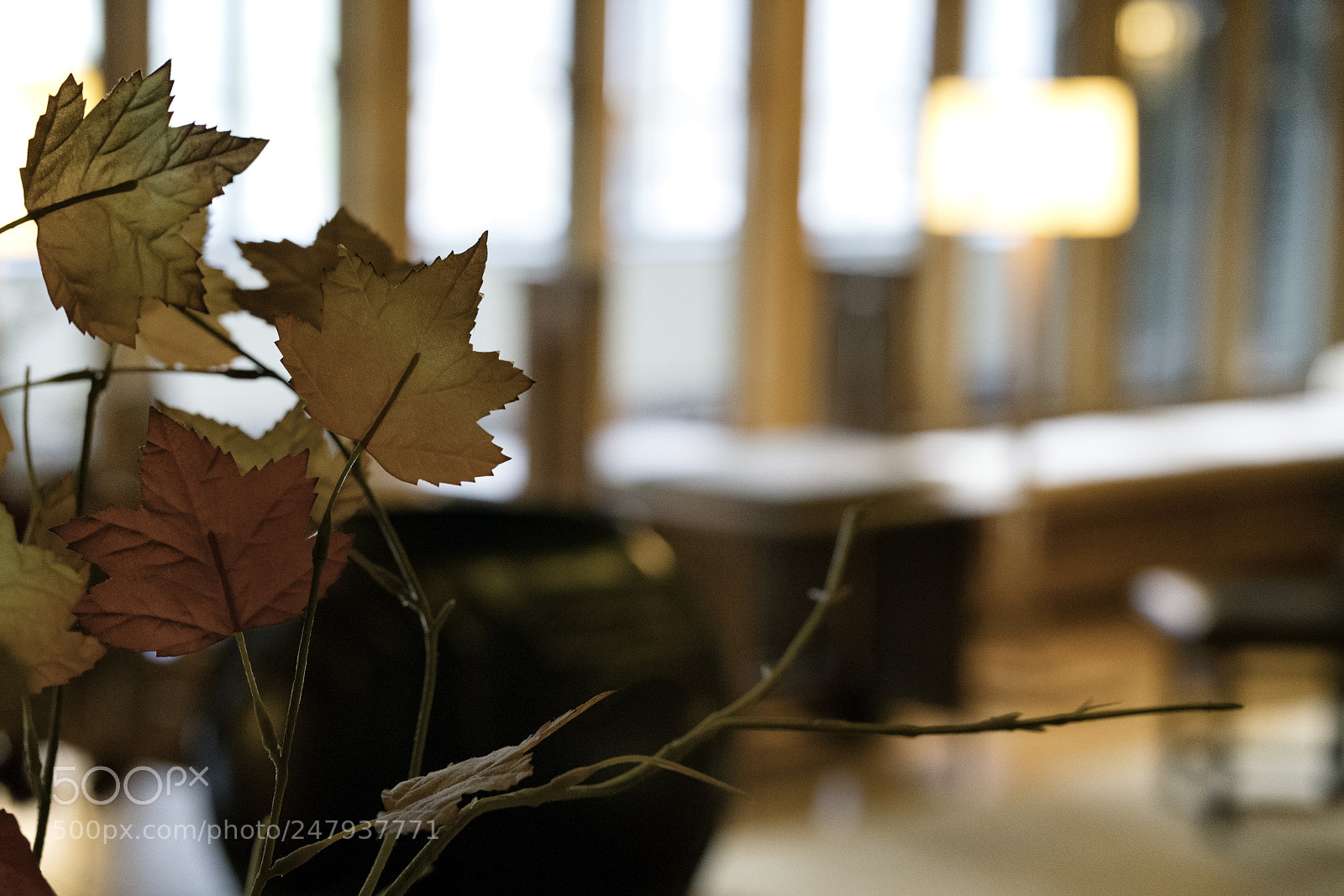 Sony a7R II sample photo. Wright light photography