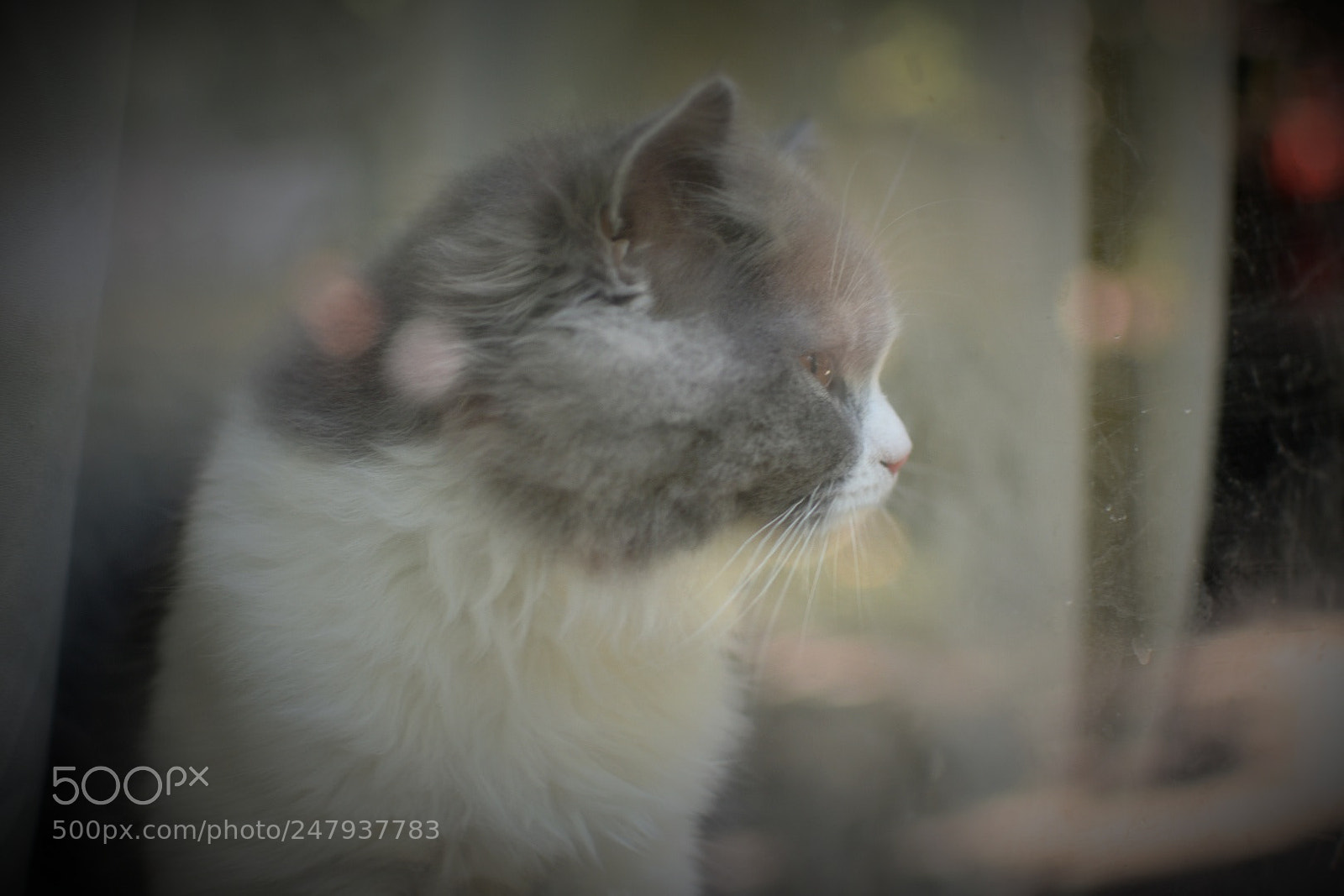 Nikon D3400 sample photo. Cat photography