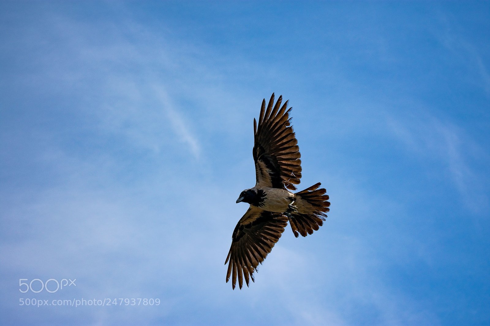 Nikon D3400 sample photo. Corvus photography