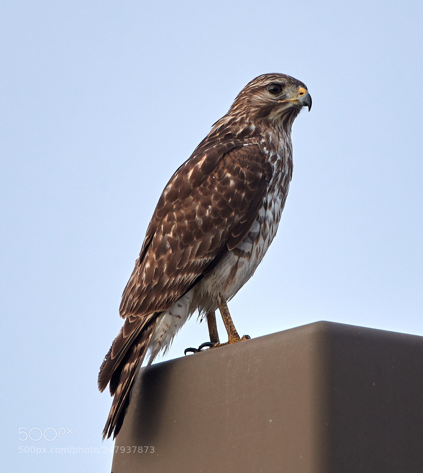 Canon EOS-1D X Mark II sample photo. 03-02-18-0005985.jpg photography
