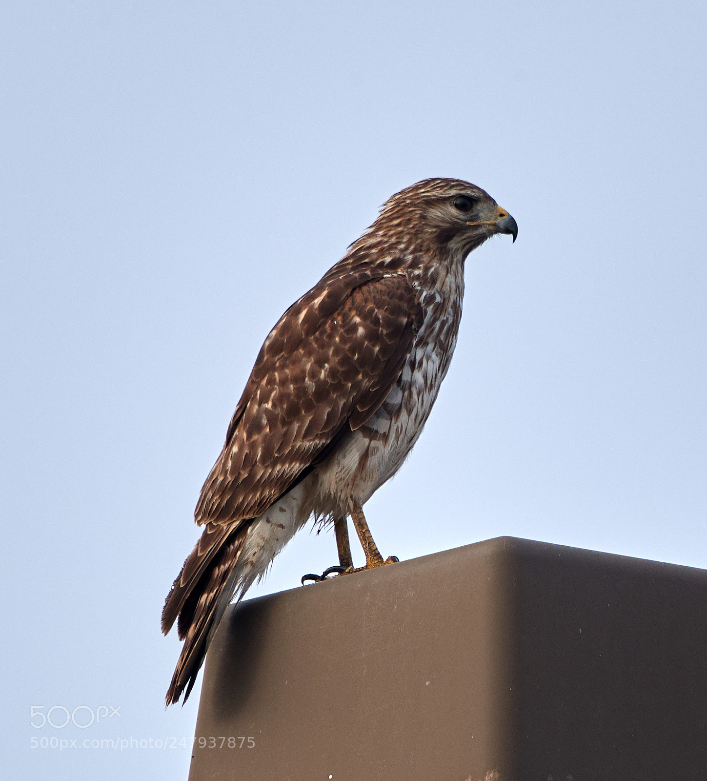 Canon EOS-1D X Mark II sample photo. 03-02-18-0005987.jpg photography