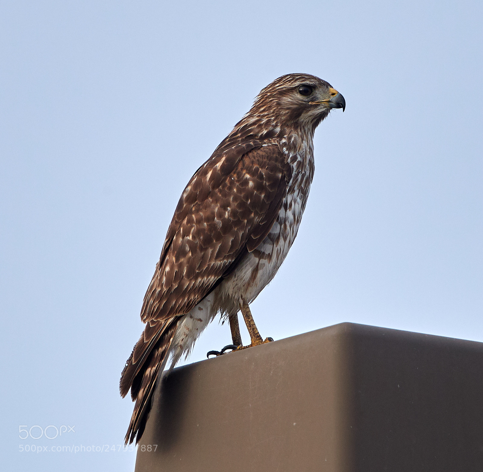 Canon EOS-1D X Mark II sample photo. 03-02-18-0005984.jpg photography