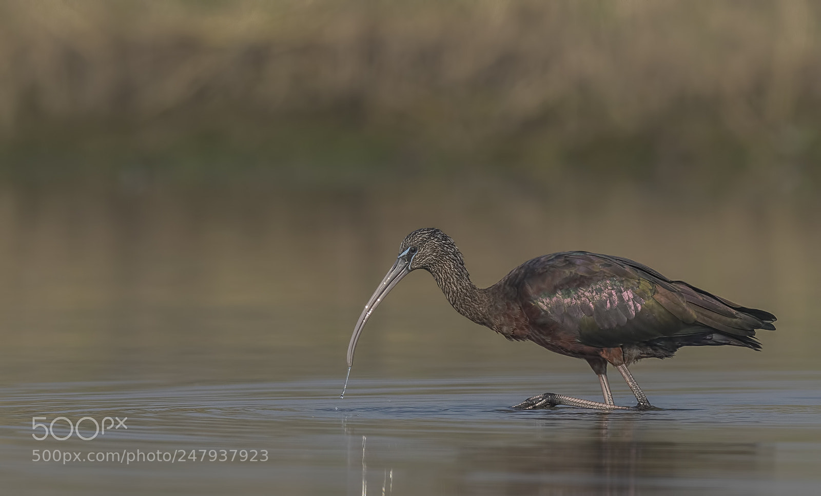 Nikon D500 sample photo. Glossy ibis photography